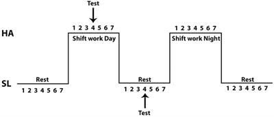 Aerobic Capacity, Lactate Concentration, and Work Assessment During Maximum Exercise at Sea Level and High Altitude in Miners Exposed to Chronic Intermittent Hypobaric Hypoxia (3,800 m)